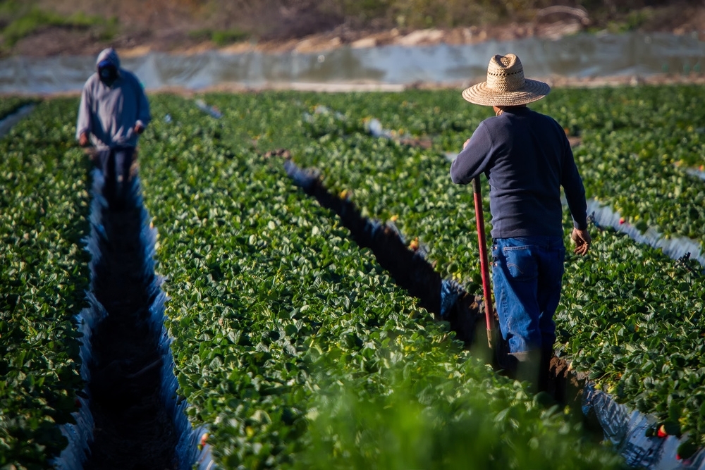 Esta imagen muestra a dos migrantes latinos trabajando en una granja en Europa. Los migrantes latinos contribuyen significativamente a la economía local y al mercado laboral en Europa, y esta imagen destaca su papel como trabajadores y productores en el sector agrícola. Además, muestra la experiencia de los migrantes trabajando en un entorno cultural y geográfico diferente, lo que puede ayudar a comprender los desafíos y oportunidades que enfrentan los migrantes en Europa